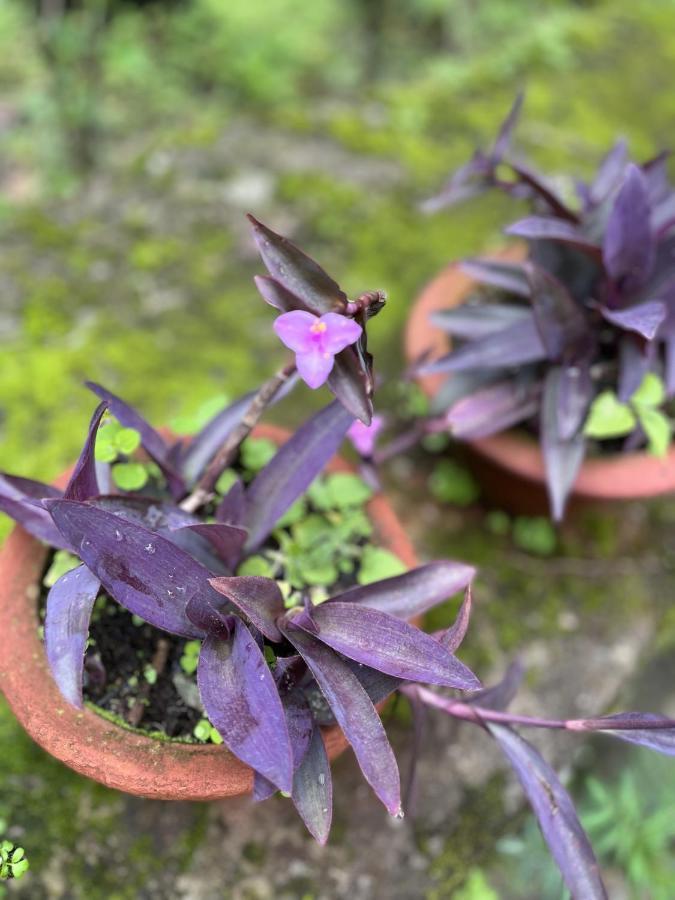 The Nettle And Fern Farmstay بيلينغ المظهر الخارجي الصورة